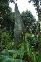 Alocasia cf. princeps, abaxial leaf surface, Sukau, Kinabatangan, Sabah, Borneo
