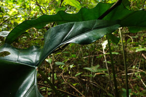 Alocasia cf. princeps, leaf blades and posterior lobes, Sukau, Kinabatangan, Sabah, Borneo