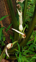 Alocasia cf. princeps, strongly constricted spathe between female and male part of the spadix, Sukau, Kinabatangan, Sabah, Borneo