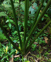 Alocasia cf. princeps, very short leaf sheaths and numerous leaves simultaneously alive, Sukau, Kinabatangan, Sabah, Borneo