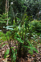 Alocasia cf. princeps with erect leaves reaching 2,50 m, this plant somewhat similar to the horticulturally distributed Purple Cloak, Sukau, Kinabatangan, Sabah, Borneo