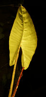 Alocasia cf. ridleyi, lower abaxial leaf surface with red glands in the main veins axils, Penrissen, Padawan, Sarawak, Borneo