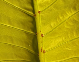 Alocasia cf. ridleyi, lower abaxial leaf surface with red ringed glands in the main veins axils, Penrissen range, Padawan, Sarawak, Borneo