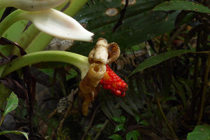Alocasia cf wentii, White basal spatha enclosing maturing fruits and banana like open spatha exposing bright orange mature berries, Rondon Ridge, 2000 m asl, Mount Hagen, Papua New Guinea