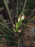 Alocasia culionensis, inflorescences and infructescences, Lagen, El Nido, Palawan, Philippines