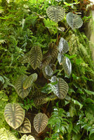 Alocasia cuprea on the Costume National Vertical Garden, Fukuoka, Sept. 2016