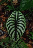 Alocasia cuprea, Poring, Kinabalu NP, Borneo