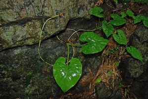 Englerarum (syn. Alocasia) hypnosum, leaves, stolon and terminal tuber on limestone vertical rock, Kanchanaburi, Thailand