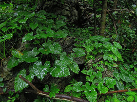 Englerarum (syn.  Alocasia) hypnosum and Alocasia acuminata (right) on limestone rock, Kanchanaburi, Thailand