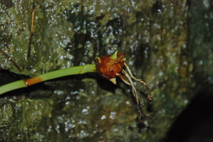 Englerarum (syn. Alocasia) hypnosum, stolon and terminal tuber close up, on limestone vertical rock, Kanchanaburi, Thailand