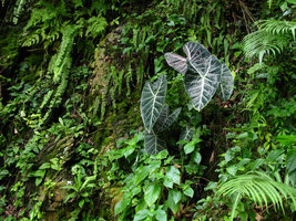 Alocasia longiloba, Batu Caves, Malaysia