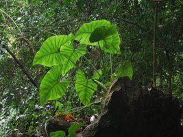 Alocasia macrorrhizos on a limestone outcrop, Krabi, Thailand