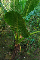 Alocasia macrorrhizos, Pulau Gaya, Sabah, Borneo
