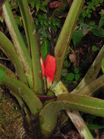 Alocasia nicolsonii, bright red spatha base embracing the maturing fruits, Tari, 2000 m asl, Hela, Papua New Guinea