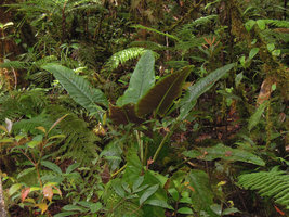 Alocasia nicolsonii, purple leaf under surface, Tari, 2000 m asl, Hela, Papua New Guinea