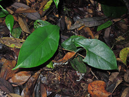 Alocasia perakensis, Cameron Highlands, Malaysia