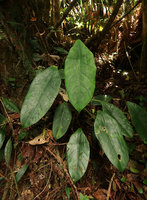 Alocasia perakensis, large leaves form, all leaf blades downwards orientated, Fraser&#039;s Hill, Malaysia
