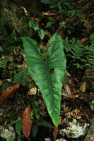 Alocasia princeps on limestone rocky slope, Gunung Mulu NP, Sarawak, Borneo