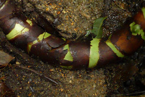 Alocasia inornata, bright green stem alternating with successive brown decayed and persistant basal remaining parts of leaf sheaths, Fraser&#039;s Hill, Malaysia