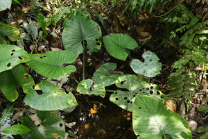 Alocasia puber in its swampy habitat, Bukit Panchor, Penang, Malaysia
