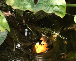 Alocasia puber in its swampy habitat, the roots floating in the water, Bukit Panchor, Penang, Malaysia