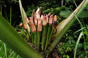 Alocasia robusta, clustered inflorescences and infructescences, purple glandular dots along the petiolar sheath, Danum Valley, Sabah, Borneo