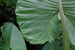 Alocasia robusta, glaucous abaxial leaf surface without prominent secondary venation, Danum Valley, Sabah, Borneo