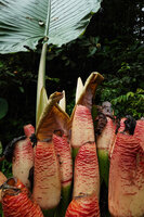 Alocasia robusta, inflorescences and infructescences, the lower persistent part of the spathe srongly designed with horizontal bright purple lines, Danum Valley, Sabah, Borneo