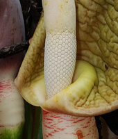 Alocasia robusta, male zone of the spadix with synandria emerging from the constricted part of the spathe, Danum Valley, Sabah, Borneo