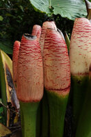 Alocasia robusta, maturing infructesences, only the basal part of the spathe enclosing the female part of the spadix remains, Danum Valley, Sabah, Borneo