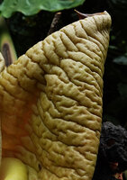 Alocasia robusta, wavy crinkled upper beige surface of the spathe, Danum Valley, Sabah, Borneo