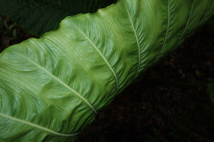 Alocasia sarawakensis, bright green abaxial leaf surface with prominent interprimary veins, Sukau, Kinabatangan, Sabah, Borneo