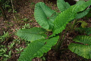 Alocasia sarawakensis, bright green somewhat undulate leaf surface with prominent interprimary veins, Sukau, Kinabatangan, Sabah, Borneo