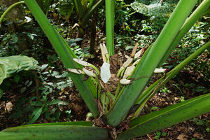 Alocasia sarawakensis, clustered inflorescences with long peduncles, Danum Valley, Sabah, Borneo
