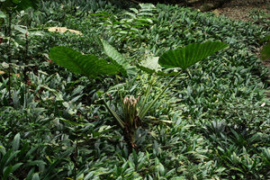 Alocasia sarawakensis flowering among large expanses of Phymatarum borneense along a forest stream, Gunung Mulu NP, Sarawak, Borneo