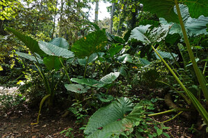 Alocasia sarawakensis population on the banks of a forest stream, Danum Valley, Sabah, Borneo
