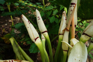Alocasia sarawakensis, slender inflorescences with the characteristicpurple ring at the base of the spathe, Danum Valley, Sabah, Borneo