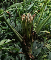 Alocasia sarawakensis, synflorescences, Gunung Mulu NP, Sarawak, Borneo