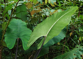 Alocasia scabriuscula, adaxial and abaxial surfaces of leaves, Deramakot FR, Sabah, Borneo