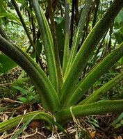 Alocasia scabriuscula, densely purple glandular spotted surface of petioles and sheaths, Deramakot FR, Sabah, Borneo