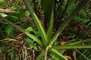 Alocasia scabriuscula, densely spotted outer surfaces of petioles and sheaths, bright unspotted green inner surface of sheaths, Deramakot FR, Sabah, Borneo