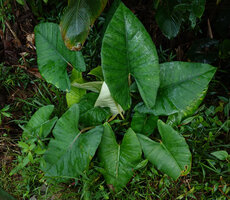 Alocasia scabriuscula, Deramakot FR, Sabah, Borneo