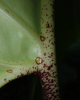 Alocasia scabriuscula, purple dots and purple edged secreting glands, mostly in main veins axils, Deramakot FR, Sabah, Borneo
