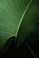 Alocasia scabriuscula, purple glandular spots along the main veins of the leaf, Deramakot FR, Sabah, Borneo