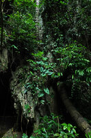 Alocasia sp. nov. B, according to P. Boyce and D. Sookchaloem in Flora of Thailand, Phang Nga, Thailand