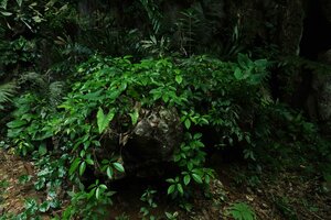 Alocasia sp. nov. B, individuals on karst boulder mixed with Tetrastigma sp., Phang Nga, Thailand