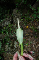 Alocasia sp. nov. B, inflorescence, Phang Nga, Thailand