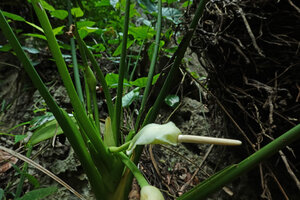Alocasia sp. nov. B, inflorscence with backward recuved upper part of spathe, Phang Nga, Thailand