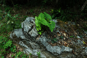 Alocasia sp. nov. B, multi leaved individual at the top of a karst rock, Phang Nga, Thailand