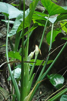 Alocasia sp. nov. B, multiple successive inflorescences, Phang Nga, Thailand